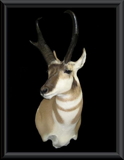 #17 Excellent 79" Montana Antelope
