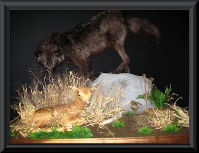 Life Size Idaho Mountain Lion with Habitat