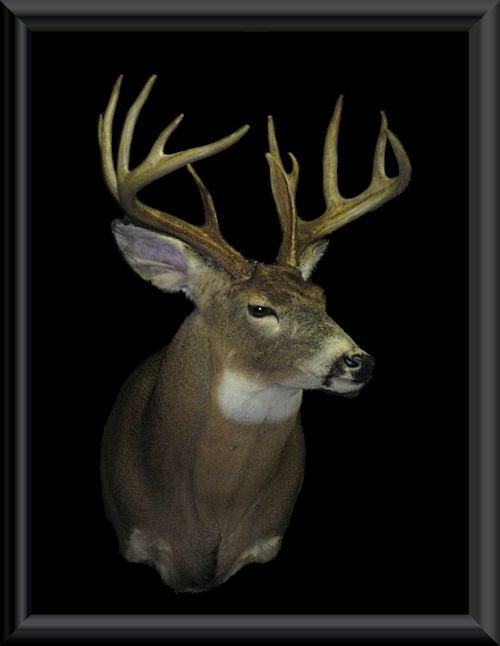 #04 - 200" Idaho Typical Whitetail