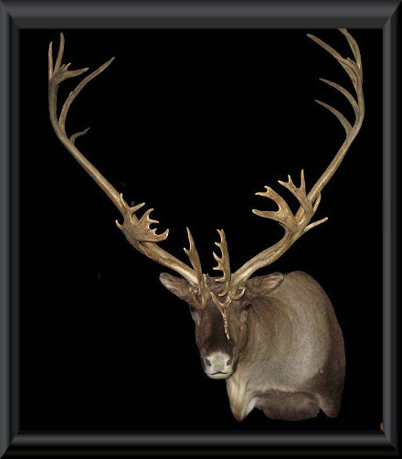 #10 - 390"+ Alaskan Caribou 