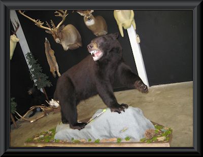 Chocolate colored Idaho Black Bear